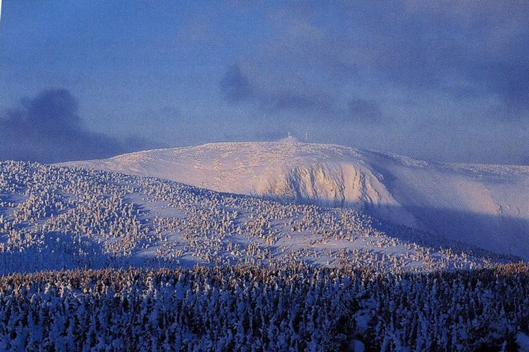 A snowy mountain is shown in the background, with a snow covered forest in the foreground. 