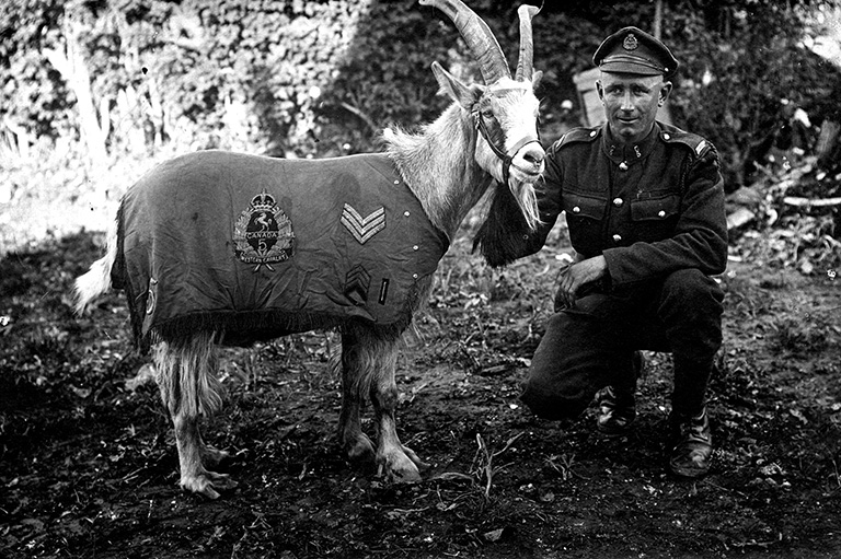 Creature Comforters - Canada's History - Vimarsana News