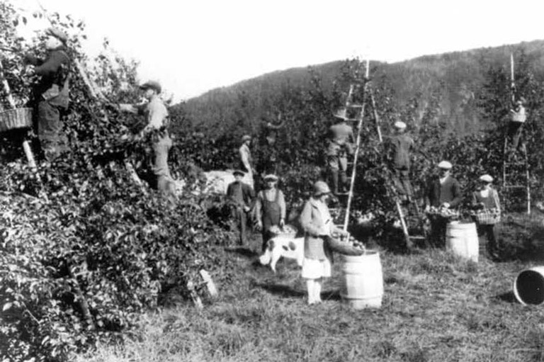 https://www.canadashistory.ca/getmedia/221bb6a6-9e6d-4586-a9dd-f530559ec0dc/ExpArtsMcintoshAppleHarvest.jpg.aspx?width=768&height=511&ext=.jpg