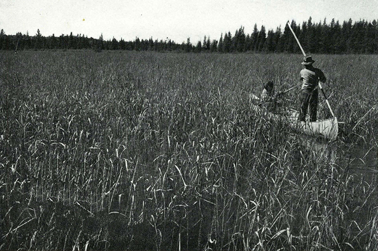 Wild Rice Harvest Canada's History