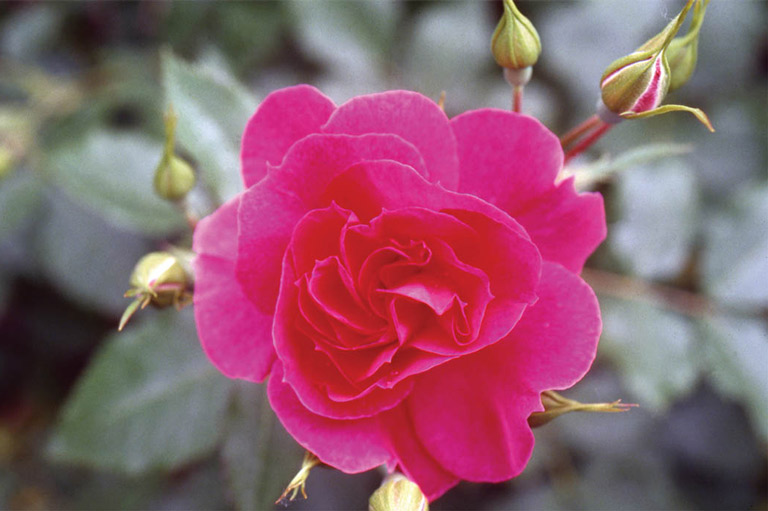 Royal Explorer Roses