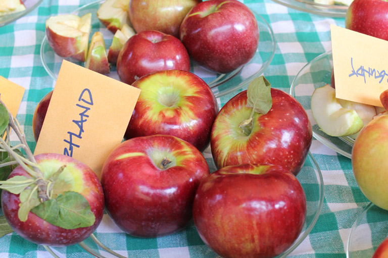 McIntosh Babies (Cortland, Empire, and Macoun) - New England Apples