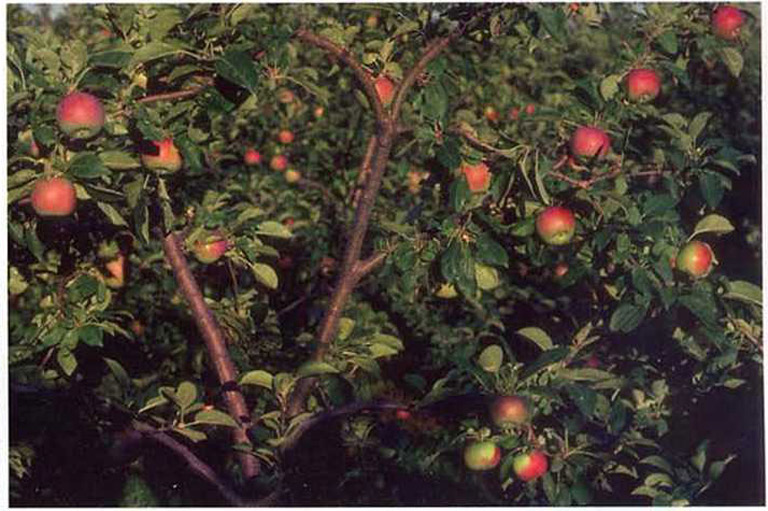 McIntosh Apple  The Canadian Encyclopedia